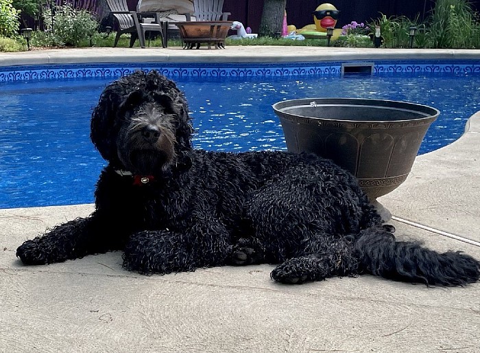 F2b labradoodle hot sale for sale